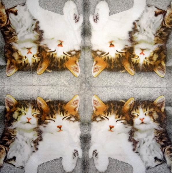 999.085 Katzen (85)